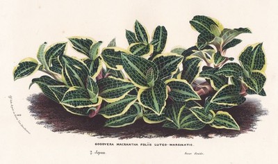 Goodyera Macrantha Marginatis Japan botany botany van Houtte lithograph