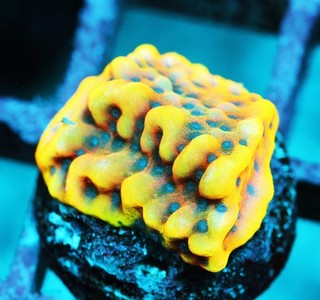 RR Crazy T Montipora Frag Zoanthids Zoa Paly SPS LPS Corals WYSIWYG