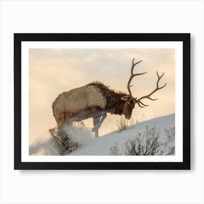 Stier Elch im Schnee Kunstdruck gerahmt Wandbild Poster Leinwanddruck Bild
