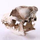  1 STÜCK Lebensechte Hundeschädel Harz Kopf Skeleton Figur Aquarium Dekoration