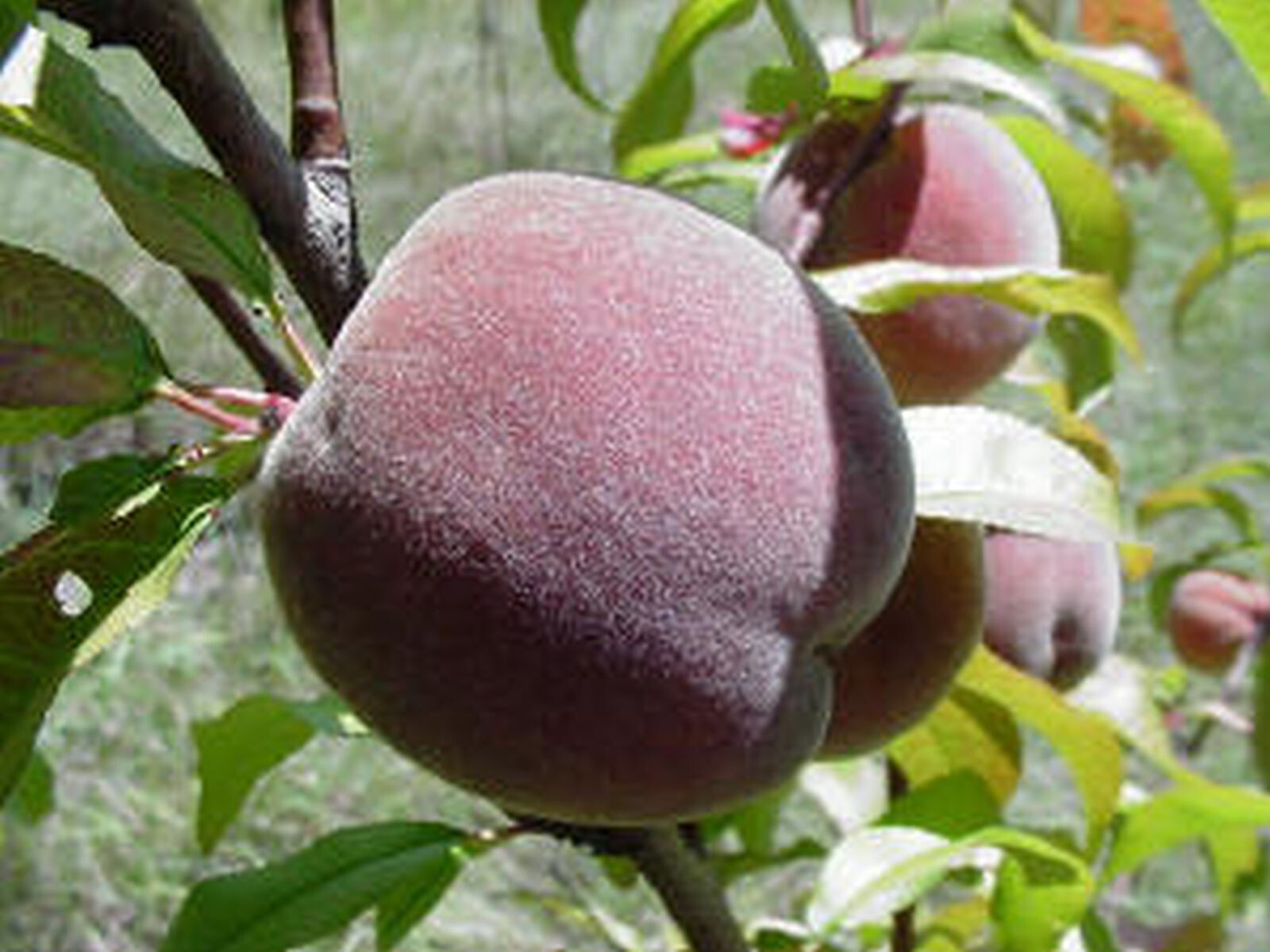 Pêcher de vigne Rubira pour créer un verger gourmand sur votre terrasse