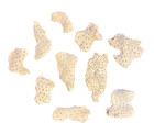 Fossil coral from Maryland Miocene — photo 1