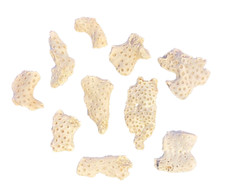 Fossil coral from Maryland Miocene