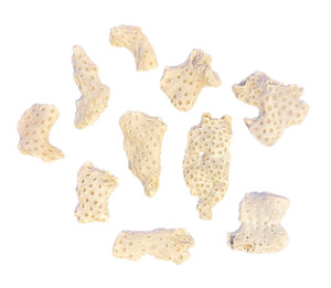 Fossil coral from Maryland Miocene