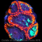 Corals of Eden ~ NON WYSIWYG Live Coral Frag ~ Black Hole Favia Coral ~ LPS — photo 8