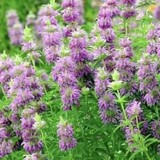 3000 LEMON MINT SEEDS | BEE BALM, Monarda, Non-GMO, Heirloom Seeds USA Seller