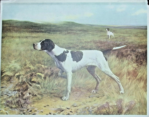 English Pointer Hunting Dog Art Print - Thomas Blinks - Vintage Sporting Art
