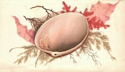 1880s-90s Half Clam Shell With Tree Limb in Background Trade card