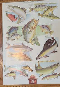 Lot Of 5 Vintage Smokey The Bear posters (20”x30”)