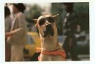 Dog-Great Dane-Wearing Sunglasses-1984-Egor In Times Square-(Dog-69*)