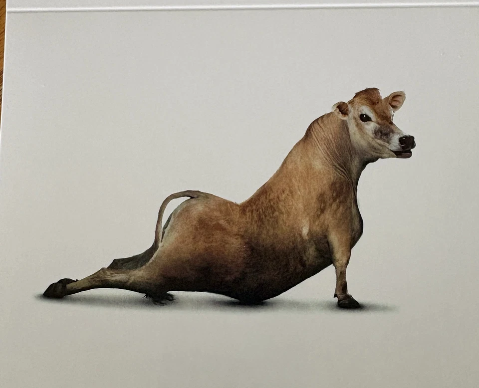 NobleWorks 10-pack all occasion blank cards cows yoga New Open Box 5"x4" folded - Image 3 of 4