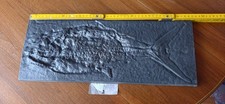 Eisenguss-Bild v. Schubert & Salzer "Caturus furcatus" - Guss-Bild v. Fossil