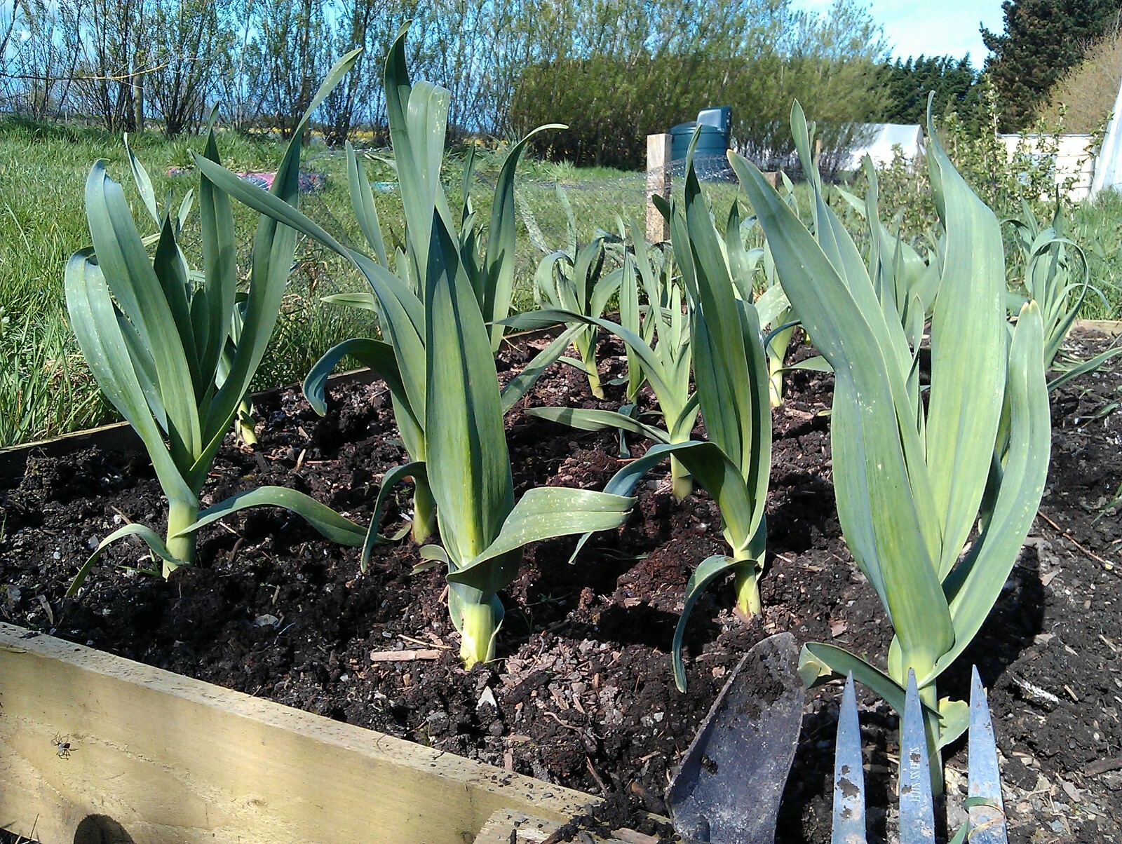 Elephant Garlic Plant