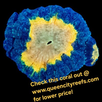 WYSIWYG Super Saiyan Blastomussa LPS Coral Colony (S) - Live Coral