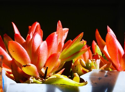 Crassula capitella "Campfire" succulent x 2 Cuttings/Rooted Plants | eBay