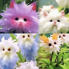 50Pcs Seeds Cute Cat Face Orchid seed Bonsai Plants Flowers Home Garden Decor