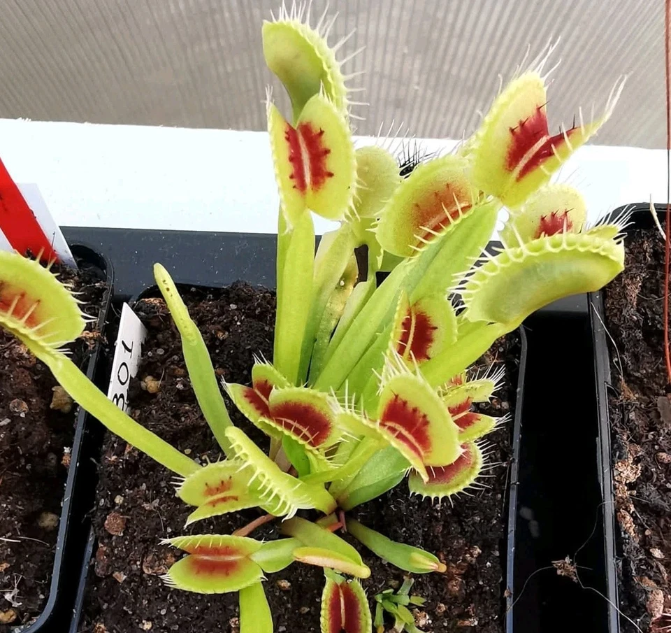 Dionaea muscipula "Red Bull", fleischfressende Pflanzen, Venusfliegenfalle, - Bild 1 von 3
