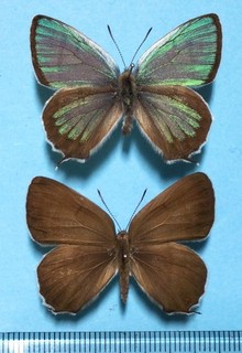 Shibataniozephyrus fujisanus Male&female Gifu Japan