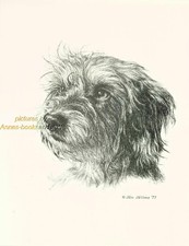 #166 WIRE HAIRED DOXIE Dachshund  print * Pen and ink drawing by Jan Jellins