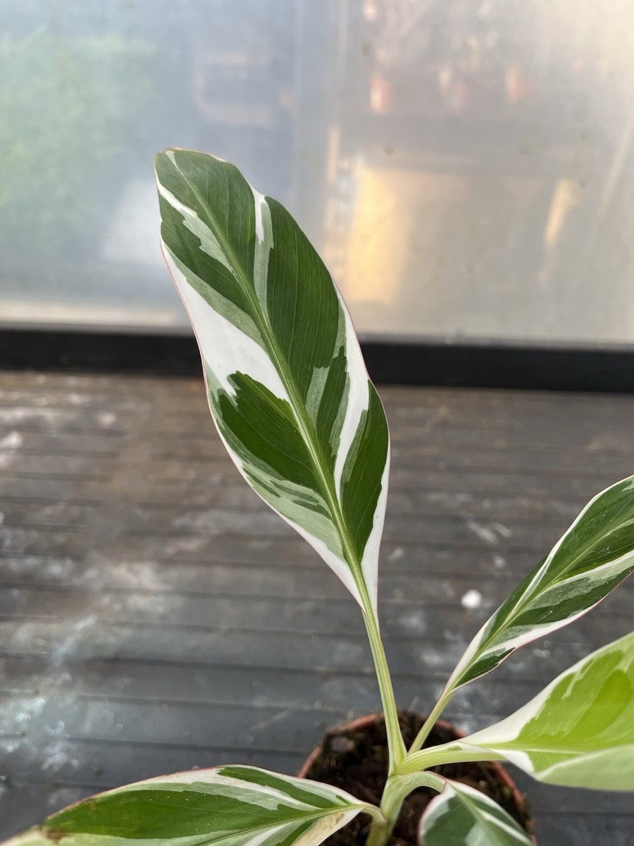 Musa Florida Variegata - Rare and exotic with stunning leaves Musa Florida Variegata - Rare and exotic with stunning leaves