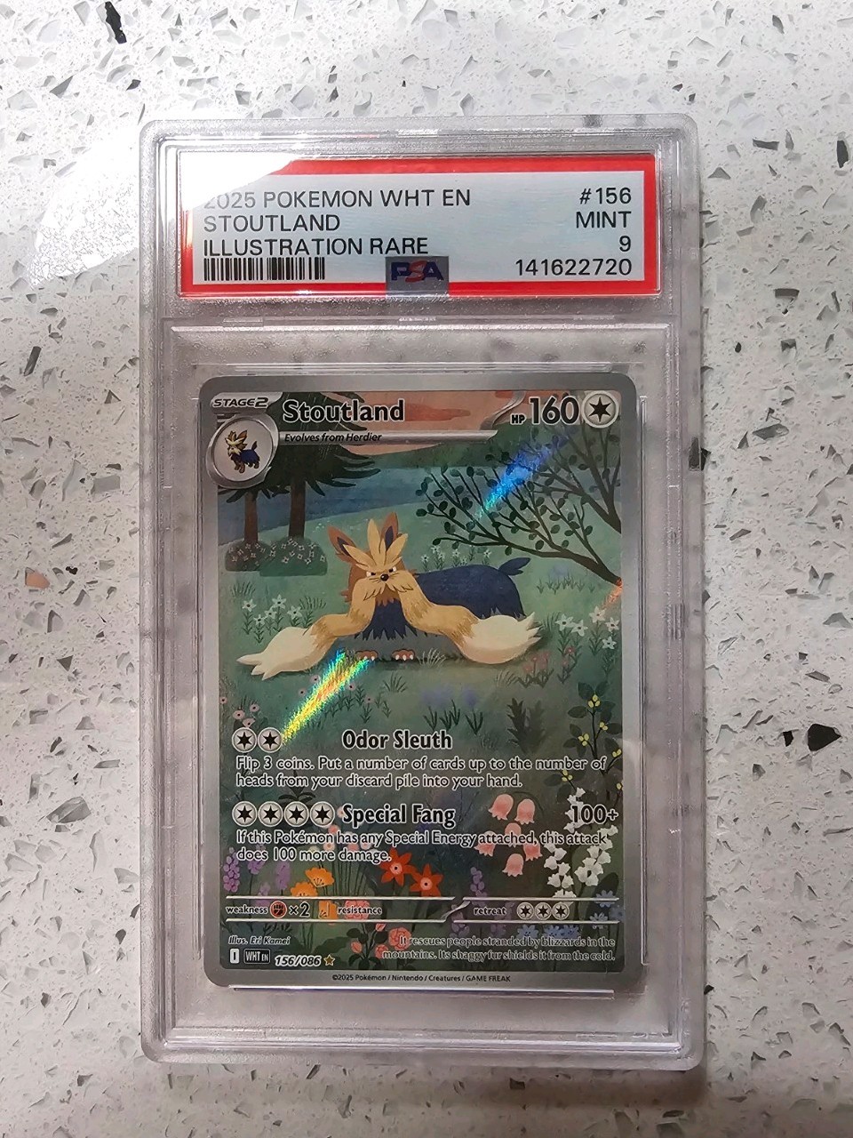 Stoutland 2025 Pokemon White Flare #156 Illustration Rare PSA 9
