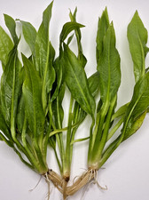 BUY 2 GET 1 FREE Small "Amazon Sword" Echinodorus sp Live Aquarium Plant