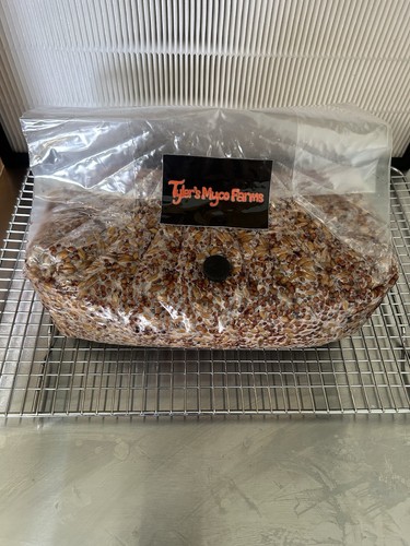 3 Pound Grain Bag For Mushroom Cultivation - Picture 2 of 4