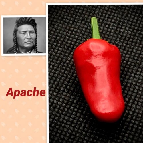NEW Apachie 2024 Chilli seeds - Picture 1 of 2