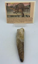 Spinosaurus Teeth Dinosaur F0SSIL Before T Rex Cretaceous K511