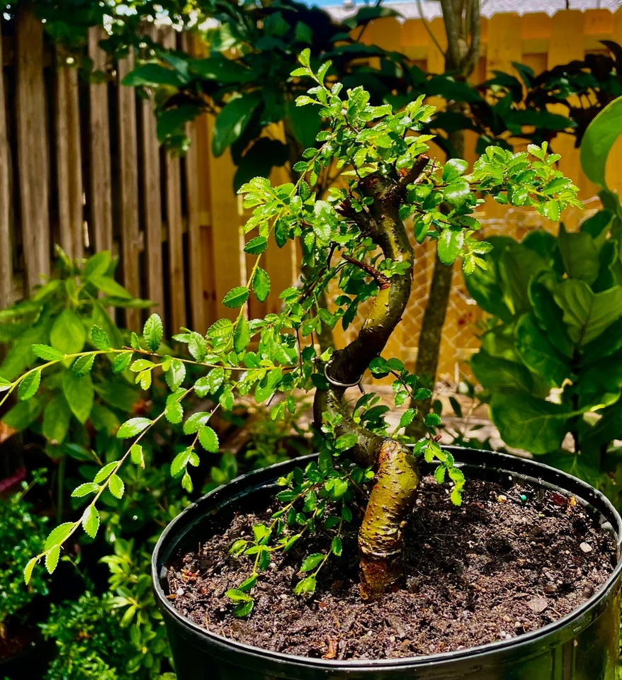 中国 ELM 盆景前/盆景树冷硬/小叶 7 岁 — 第 4/4 张图片