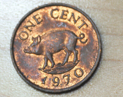 1970 Bermuda 1 Cent Wild Boar | eBay 1970 Bermuda 1 Cent Wild Boar | eBay