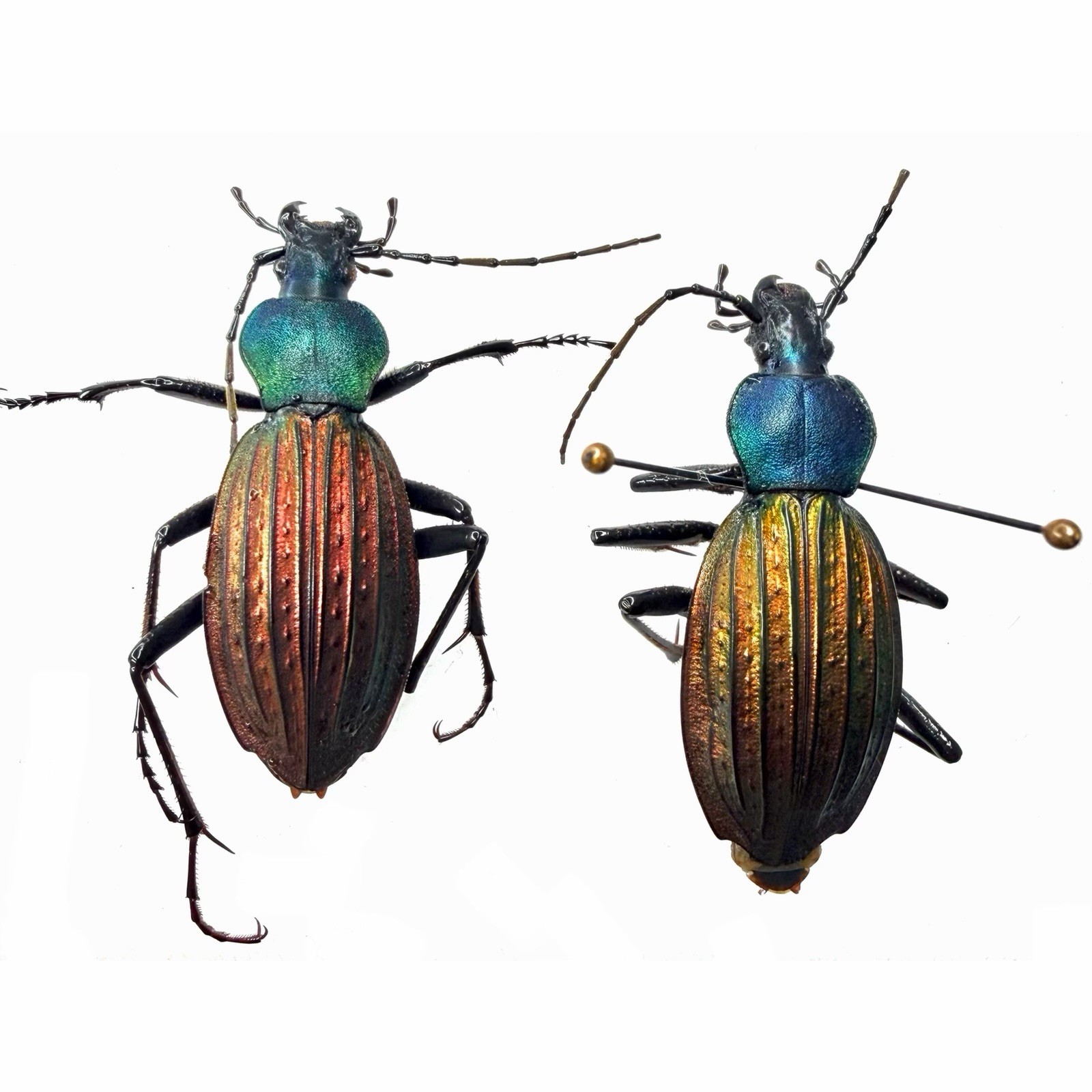 Dazzle Carabidae Specimen丨Carabus cantonensis×2 Two different color A2 Guangdong