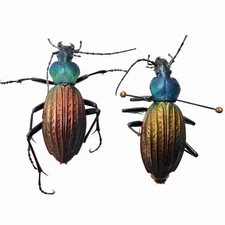 Dazzle Carabidae Specimen丨Carabus cantonensis×2 Two different color A2 Guangdong