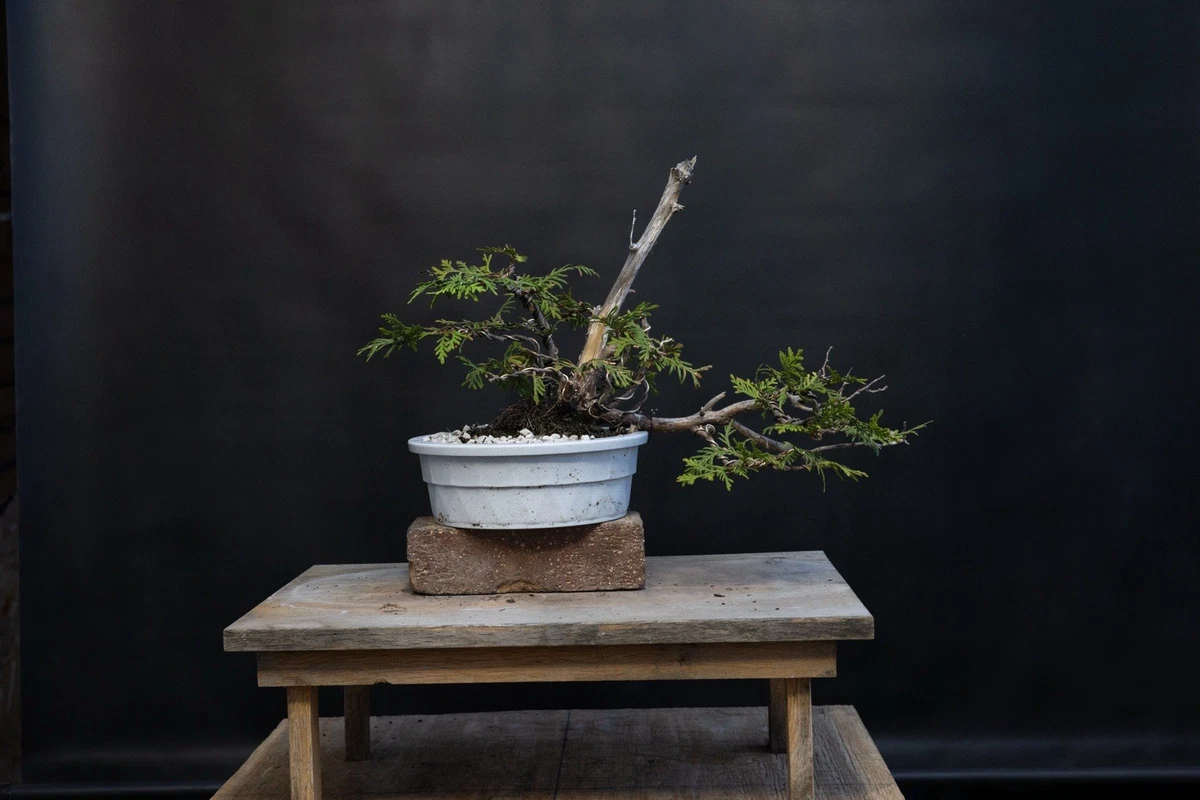 Yamadori Bonsais for sale | eBay