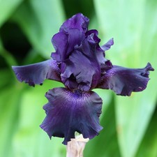Easy to Grow Bearded Iris Ozark Rebounder Plant Bulbs, Spring & Fall Flowers