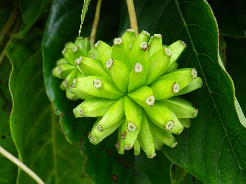 Camptotheca Acuminata 10 Seeds, Happy Tree, Tree Of Life, Cancer Tree | eBay