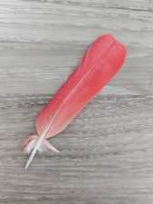 10.7 cm rote ❤ Vogelfeder Papageienfeder Mauserfedern basteln Feder Traumfänger 