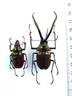 ENTOMOLOGY BEETLE: CHIASOGNATHUS GRANTI PAIR MALE 61MM CHILE OLD COLL
