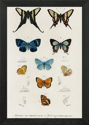 Collection Of Hand Drawing Framed Wall Art Poster Canvas Print Picture
