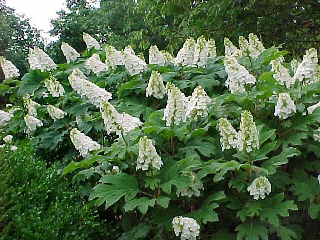 Snow Queen Oakleaf Hydrangea Live Plant in 2.5 QT Pot