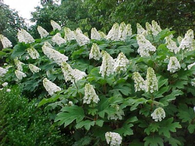 Snow Queen Oakleaf Hydrangea - Live Plant - ( 1 PT )