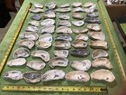 Lot of 50 Atlantic Oyster Shells 3.5 To 5 Inches   Long Polished In The Ocean — photo 9