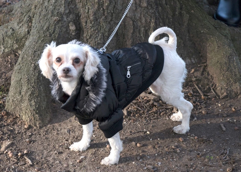 Classic Metallic Fashion Insulated Pet Dog Coat Jacket Parka w/ Removable Hood - Image 4 of 4