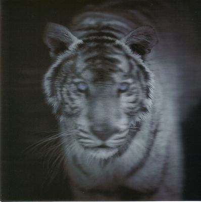 Quadratische Lentikular - 3D -Karte: weißer Tiger - Panthera Tigris Tigris