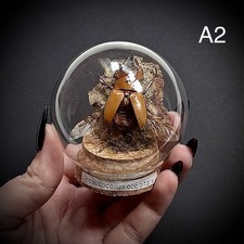 CLEARANCE  Prosopocoilus Occipitalis In A Glass Dome Taxidermy 