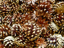 100 x neue Kiefernzapfen, Natur Zapfen unbehandelt, Tannenzapfen, Deko Floristik