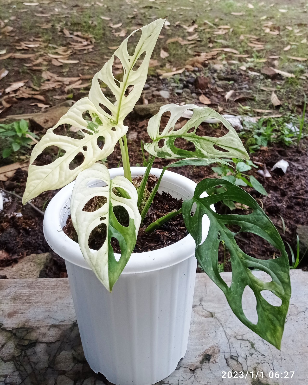 マドカズラ 斑入り Monstera adansonii white variegata（2）大株