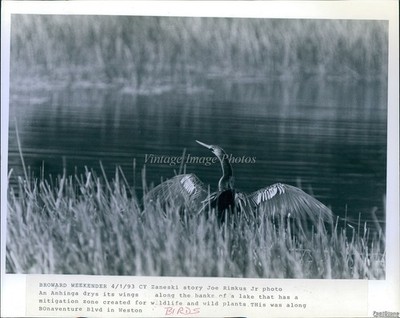 1994 Weston Florida Anhinga Lake Wildlife Historic Vintage Press Photo 8x10