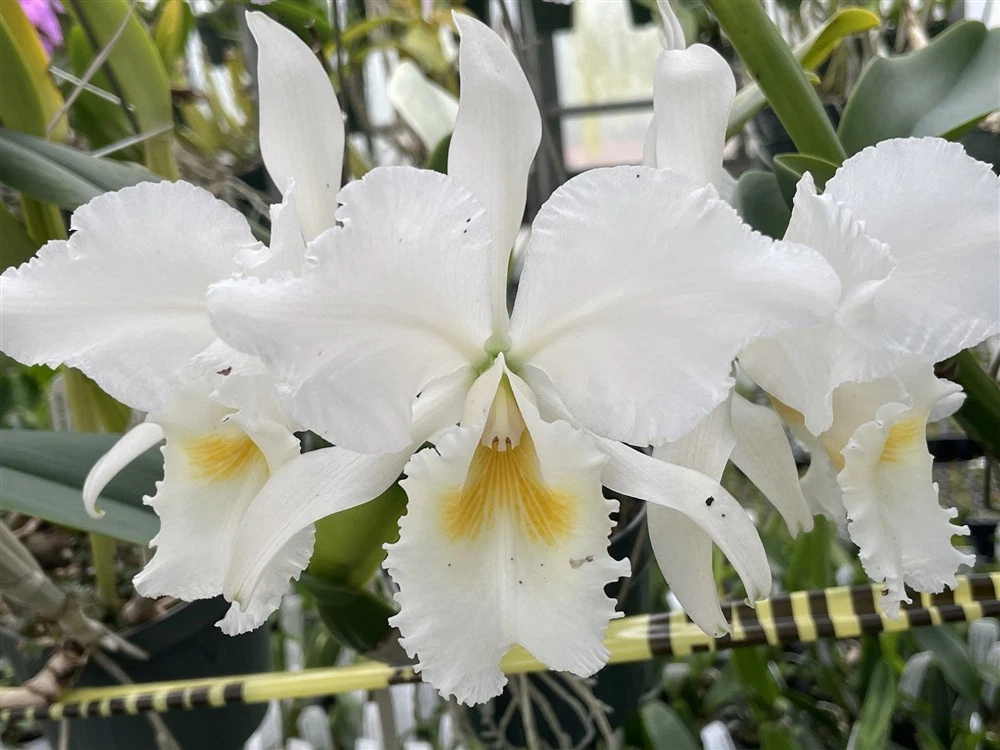 Cattleya Species Orchid for sale | eBay