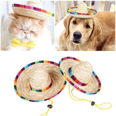 cat sun hat